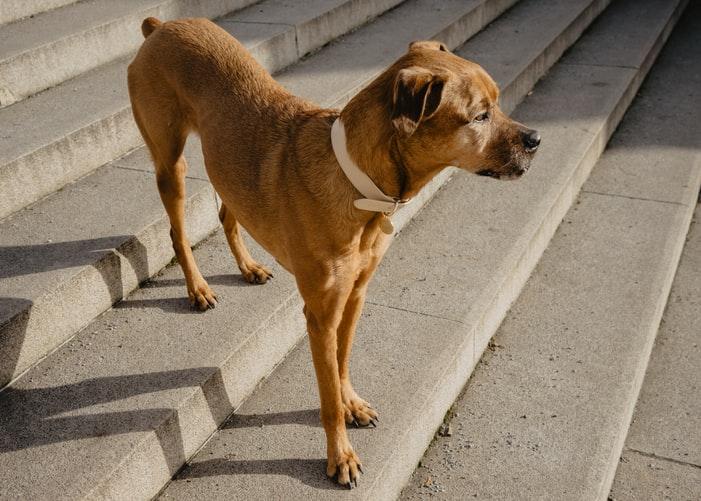 Собака или щенок боятся гулять на улице: что делать хозяину?