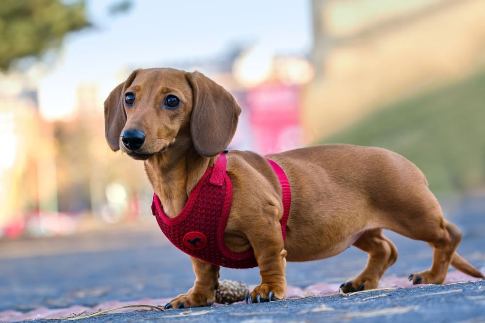 Описание таксы есть в стандарте породы