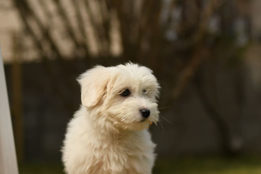 Котон-де-тулеар