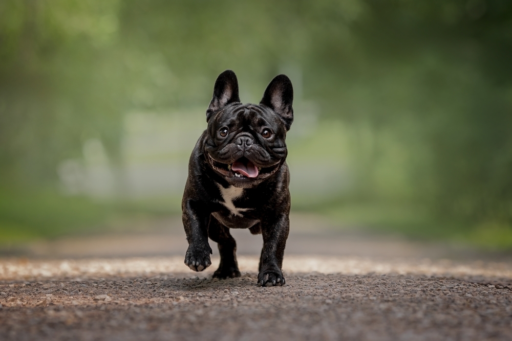 Красивый черный бульдог