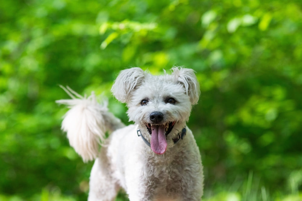 Питомец породы пуми