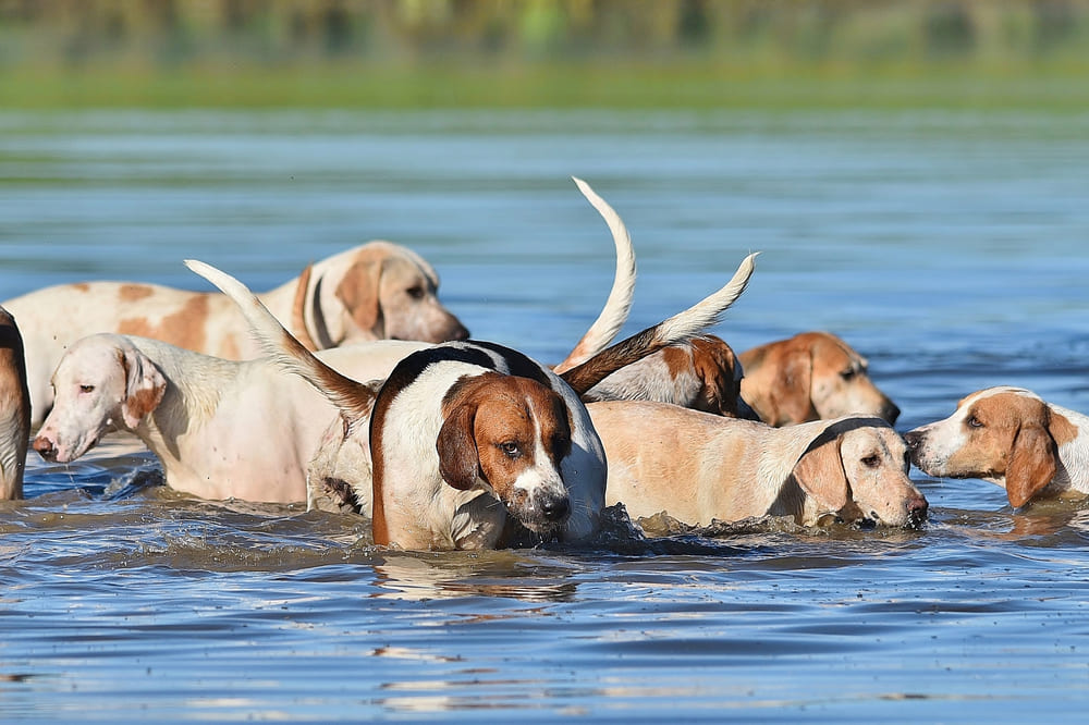 Английские фоксхаунды в воде