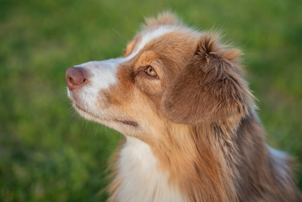 Толлер смотрит в сторону