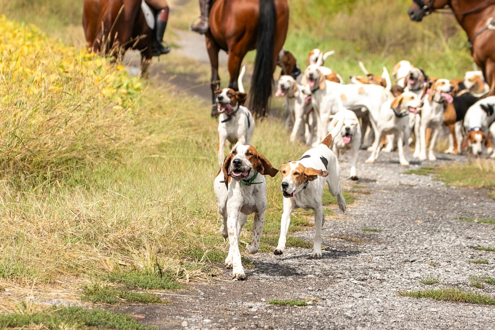 Фоксхаунды бегут