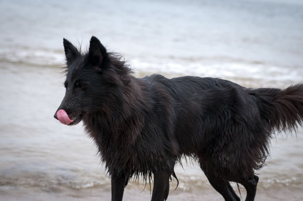 Собака породы грюнендаль на пляже