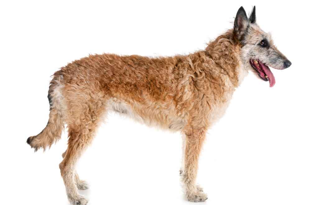 Лакенуа в профиль