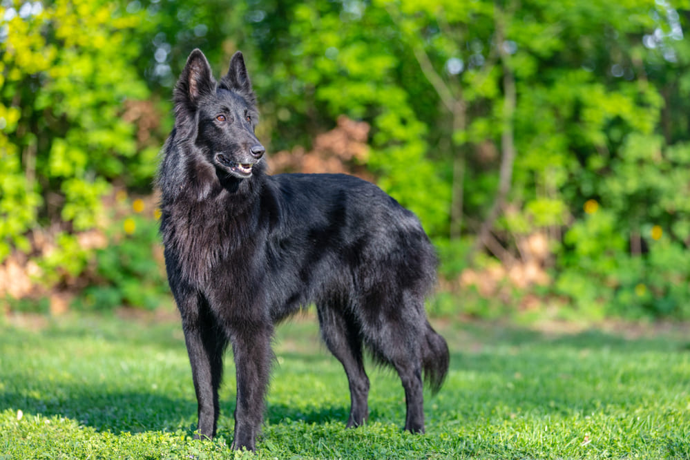 Грюнендаль на выгуле