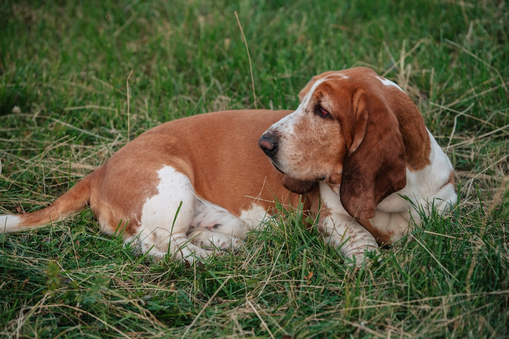 Это порода бассет