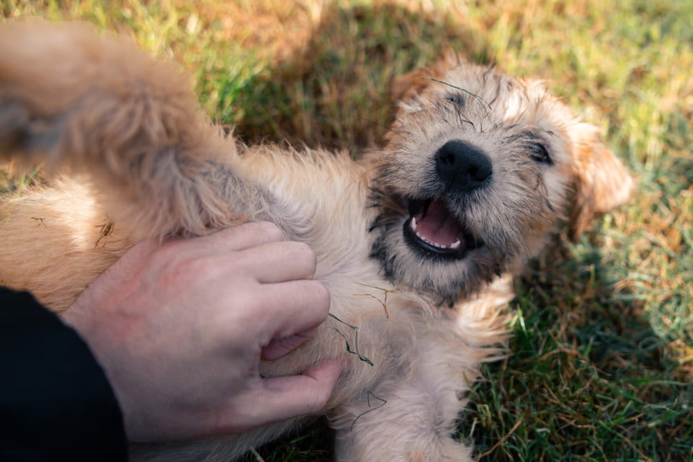 Ирландский мягкошерстный пшеничный терьер доволен