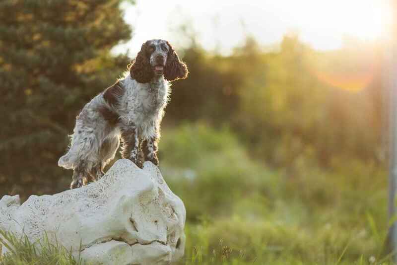 Английский спрингер стоит на камне