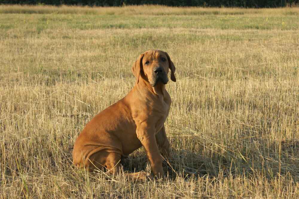 Бразильский фила идет по дороге