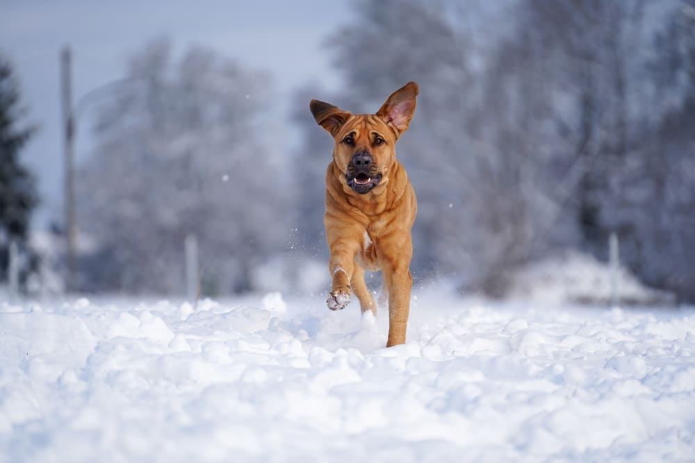 Это взрослеющий брохольмер