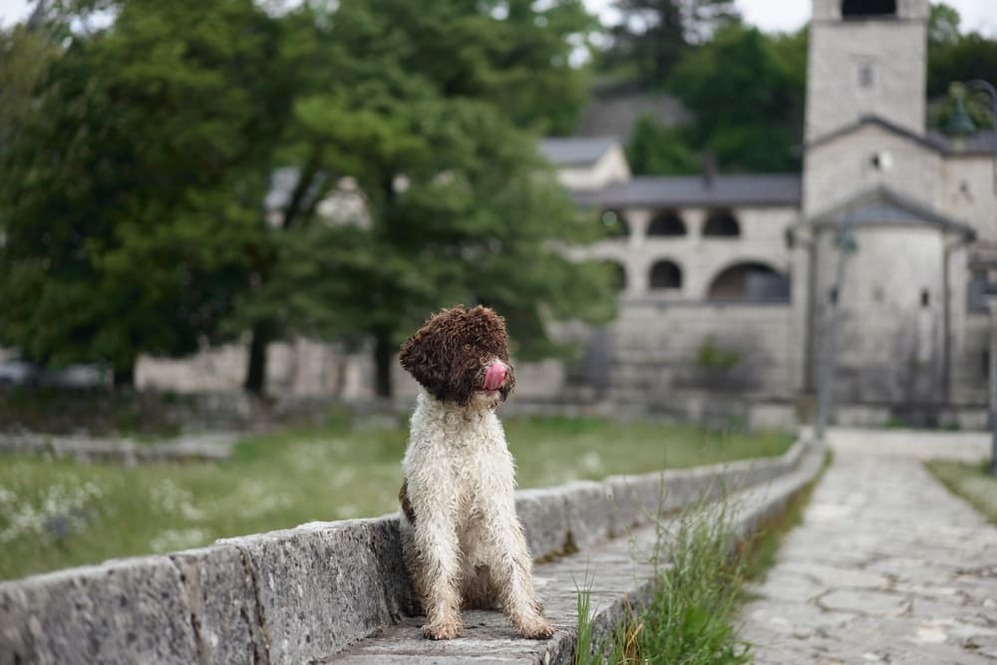 Изображениe — Собака породы лаготто романьоло сидит Собака породы лаготто романьоло сидит