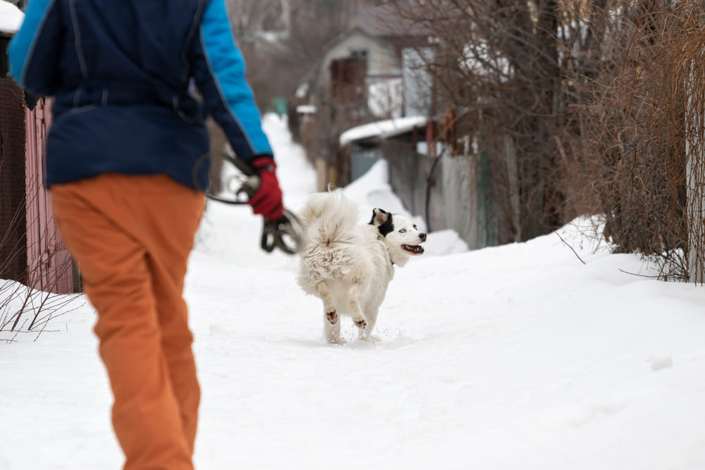 Якутская лайка быстро бежит