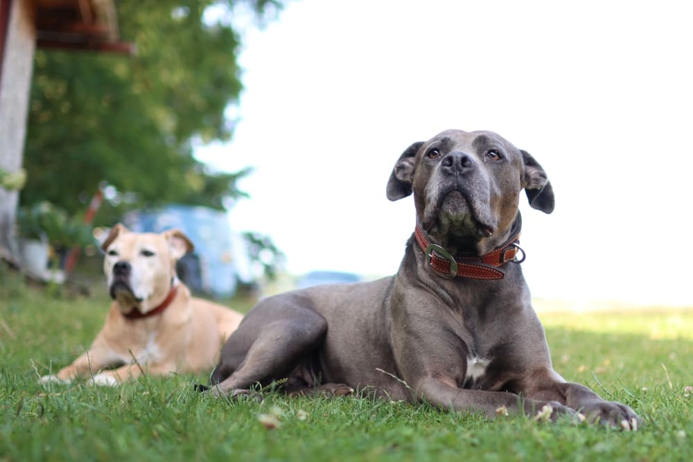 Американский питбуль