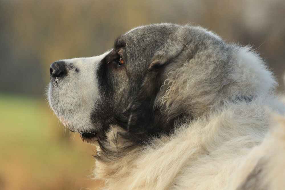 Пиренейский мастиф в профиль