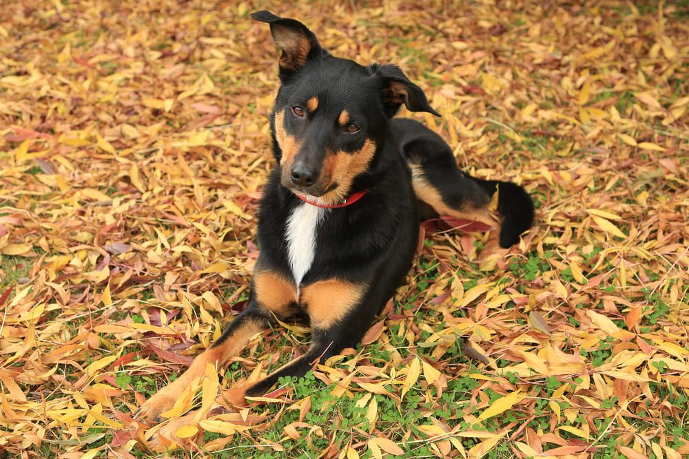 Трехцветная собака келпи