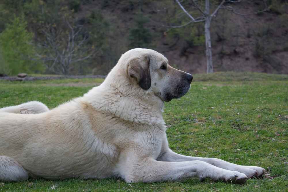 Турецкая порода собак кангал