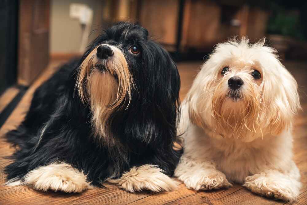 Красивый хаванез