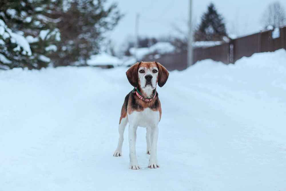 Бигль на зимней прогулке