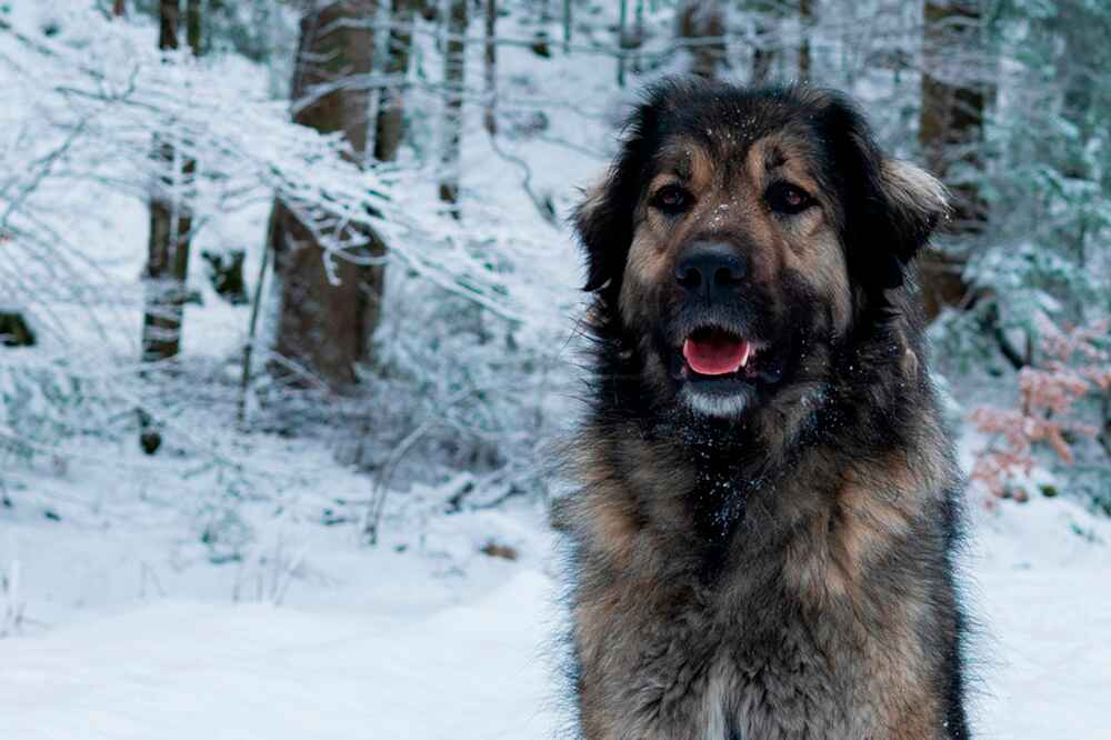 Кавказская овчарка на снегу