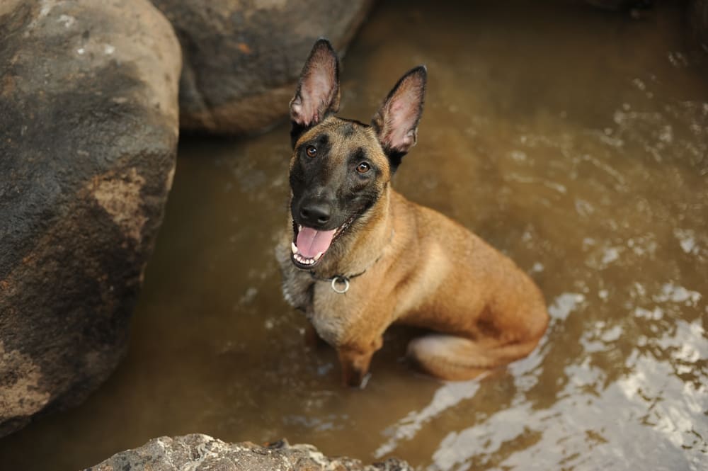 Бельгийская овчарка в воде