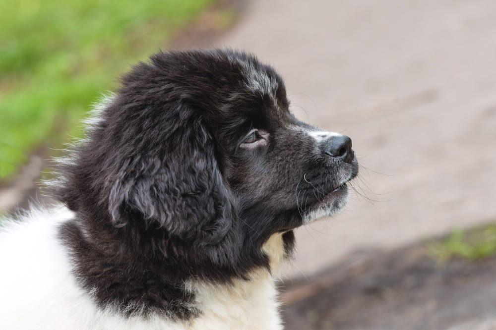 Черно-белый щенок болгарской овчарки