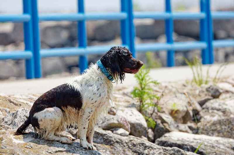 Английский спрингер-спаниель сидит на улице