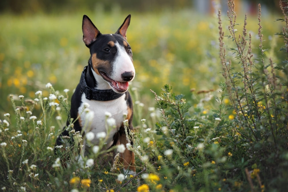 Это щенок бультерьера