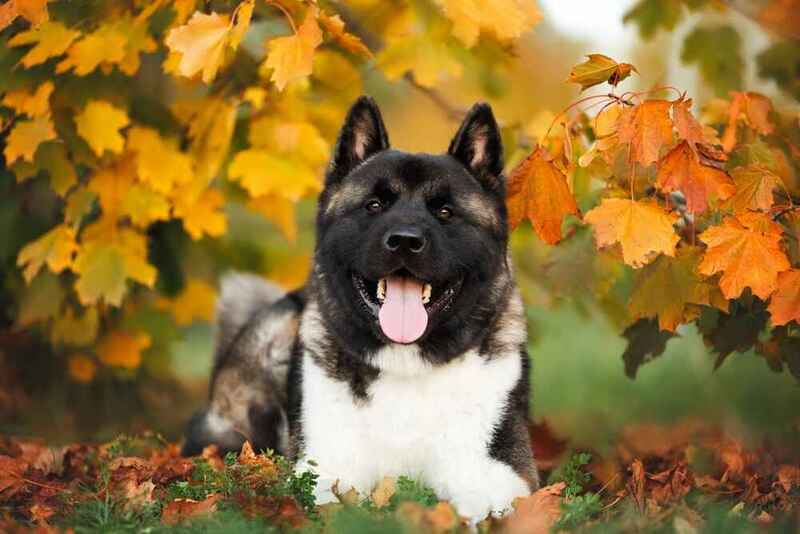 Американская акита осенью на прогулке