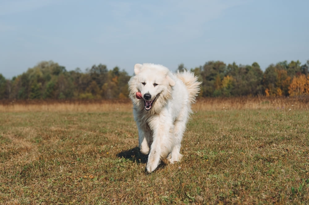 Пиренейская горная собака на фото