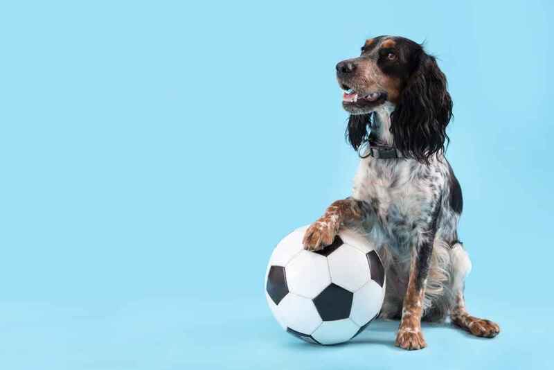 Английский кокер-спаниель с мячом