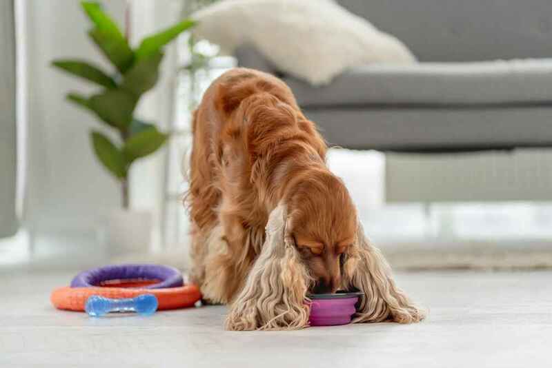 Английский кокер-спаниель ест