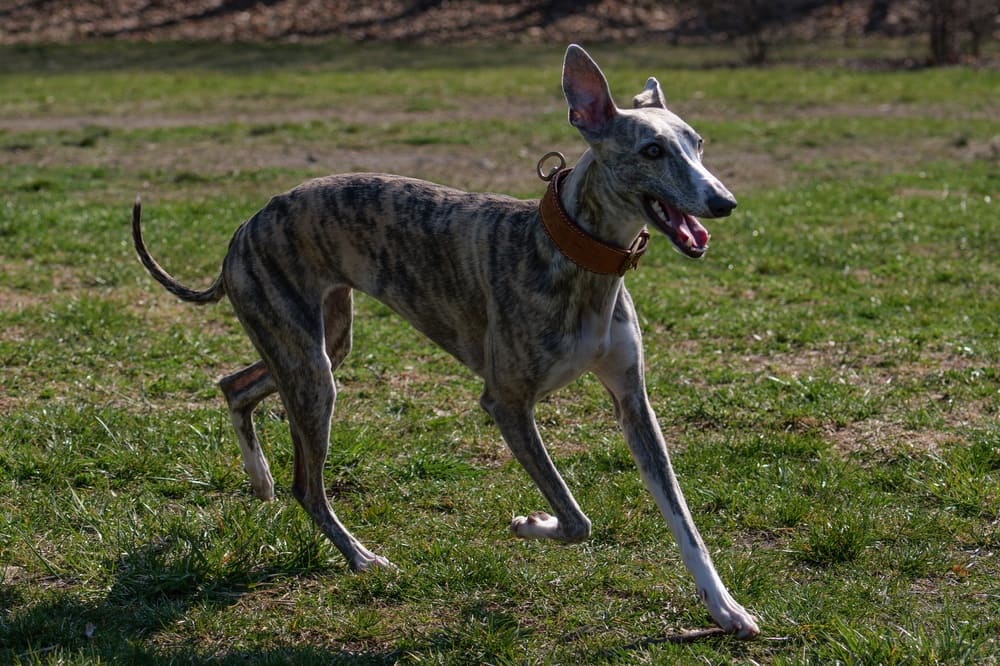Whippet