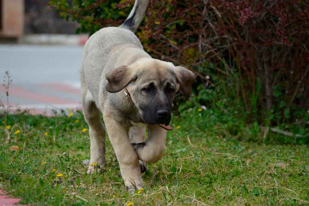Щенок турецкого кангала на фото