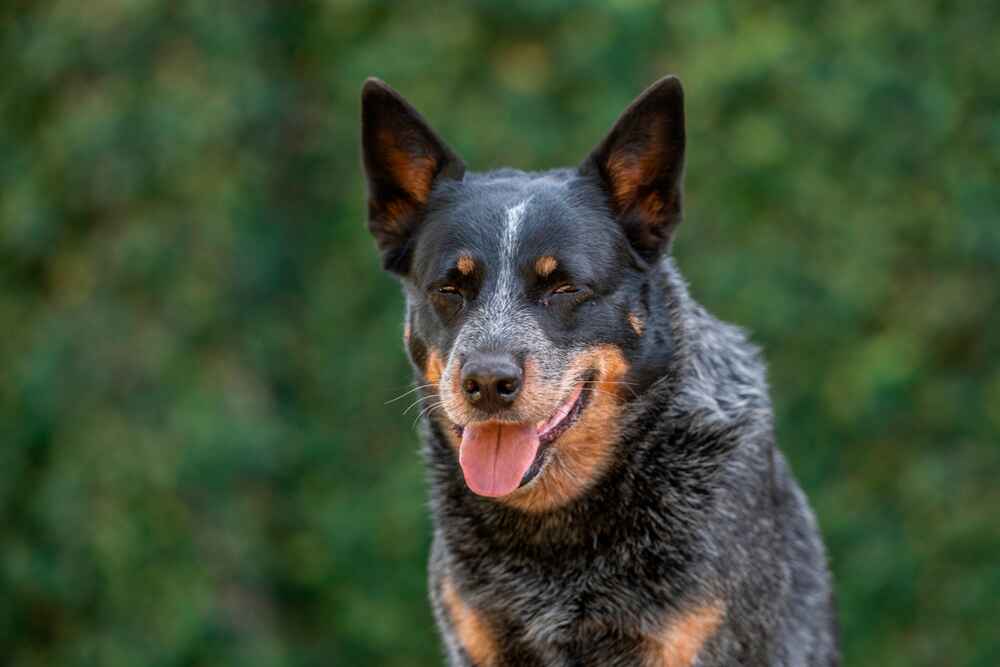 Собака хилер прикрыла глаза