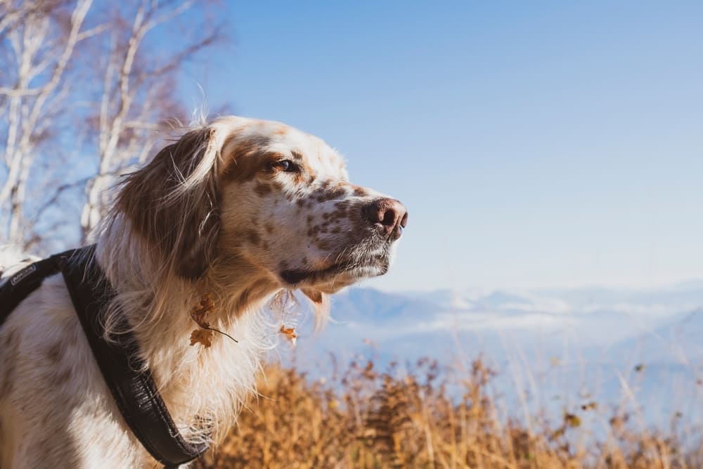 English setter