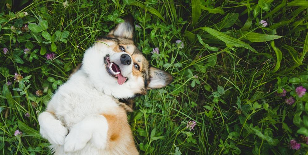 10 пород собак, которые умеют улыбаться