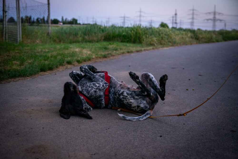 Изображениe — Курцхаар играет Курцхаар играет