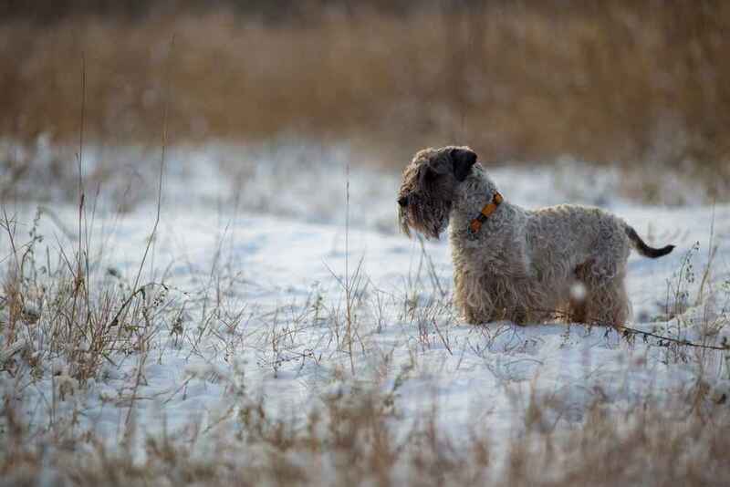 Изображениe — Чешский терьер зимой Чешский терьер зимой