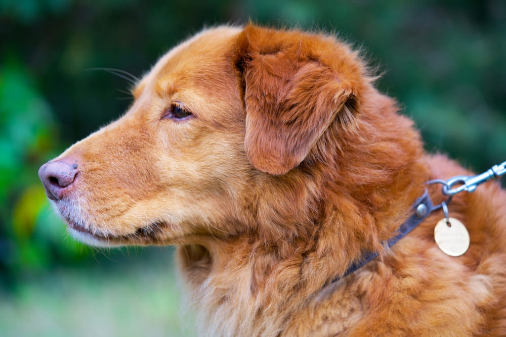 Рыжий толлер