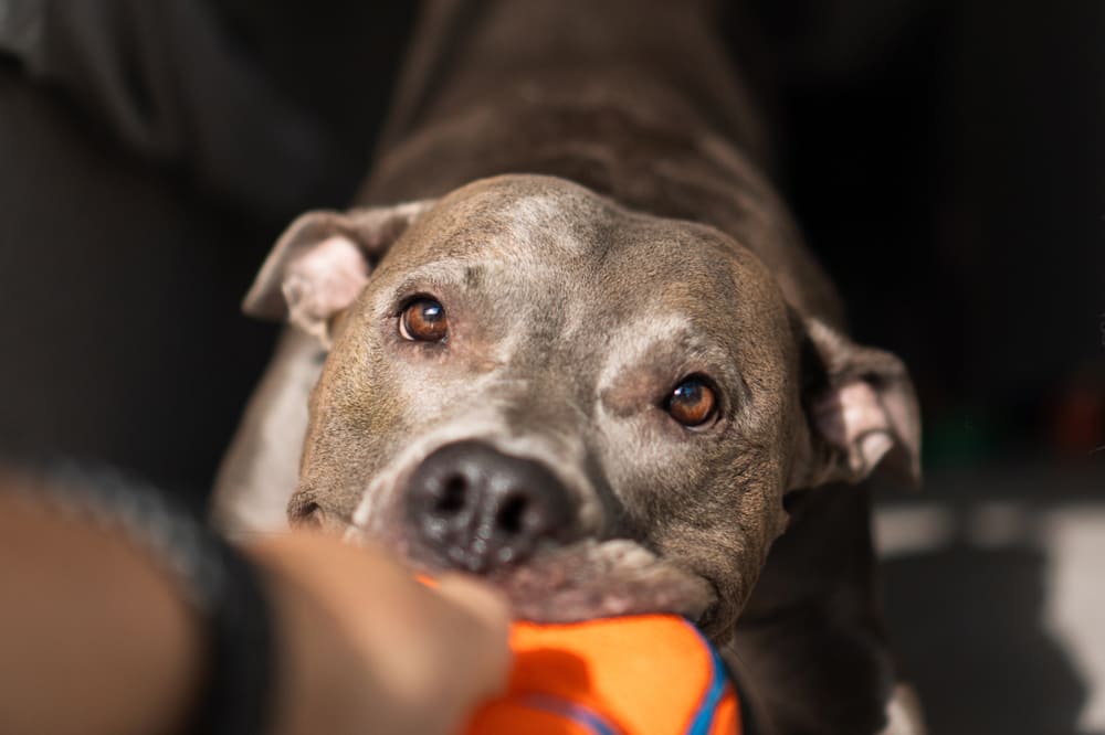 Описание характера американского питбультерьера можно найти в стандарте породы