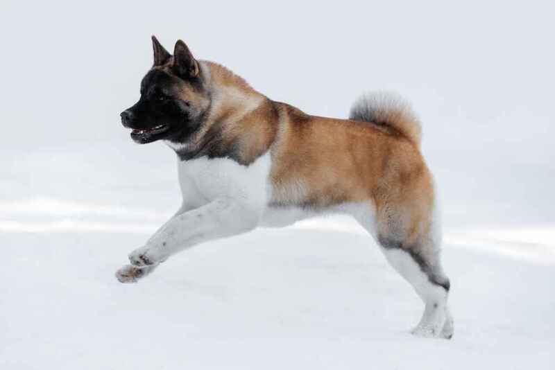 Американская акита стоит