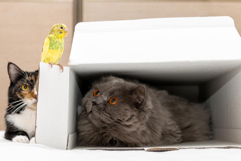 Дружба кошки и попугая: возможна ли она?