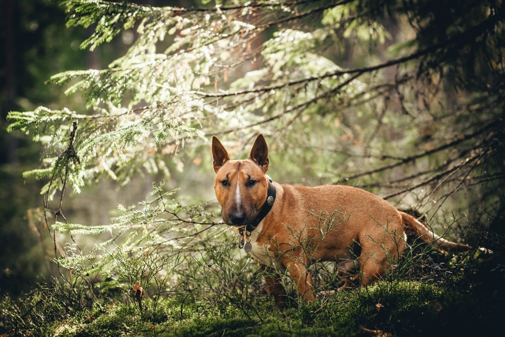 Отдыхающий бультерьер