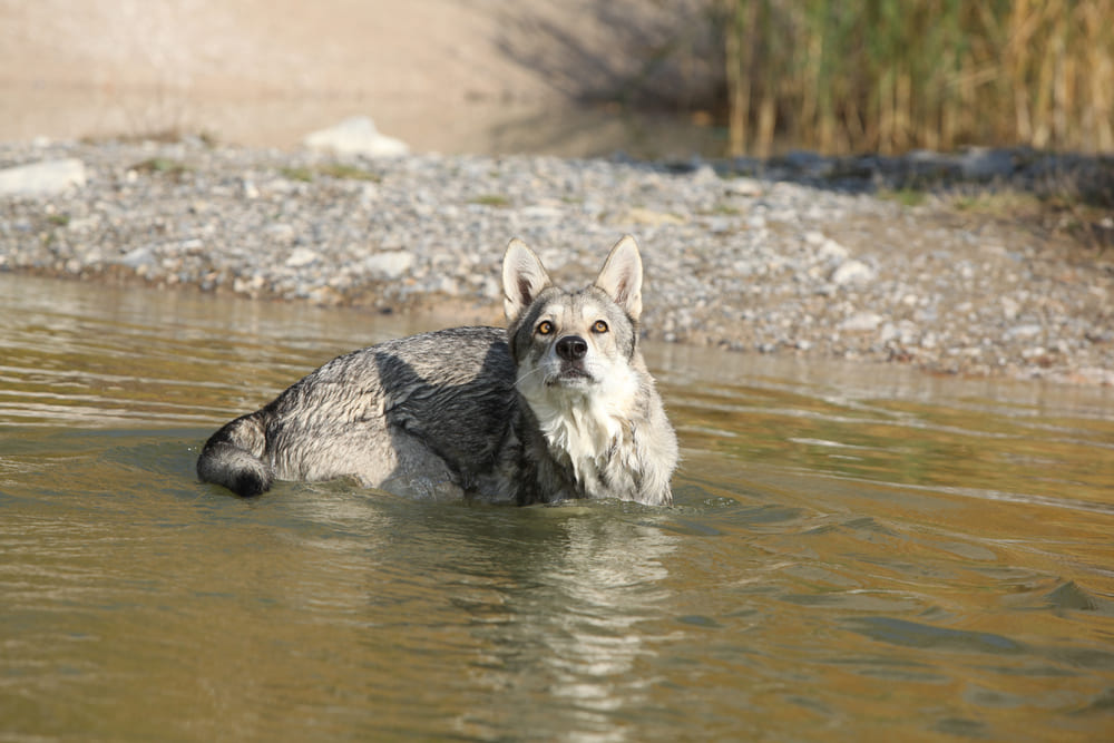 Волчья собака Сарлоса в воде