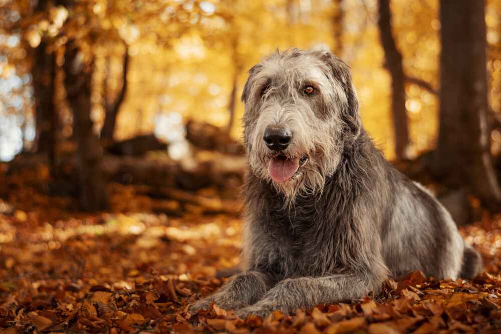 Серый ирландский волкодав