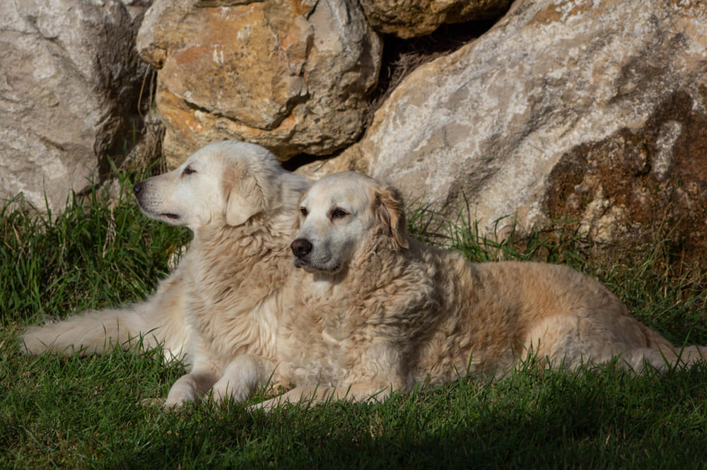 Две мареммо-абруццкие овчарки 