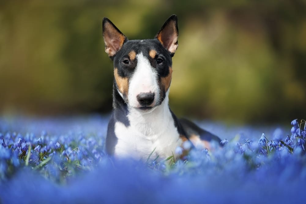 Бультерьер отдыхает