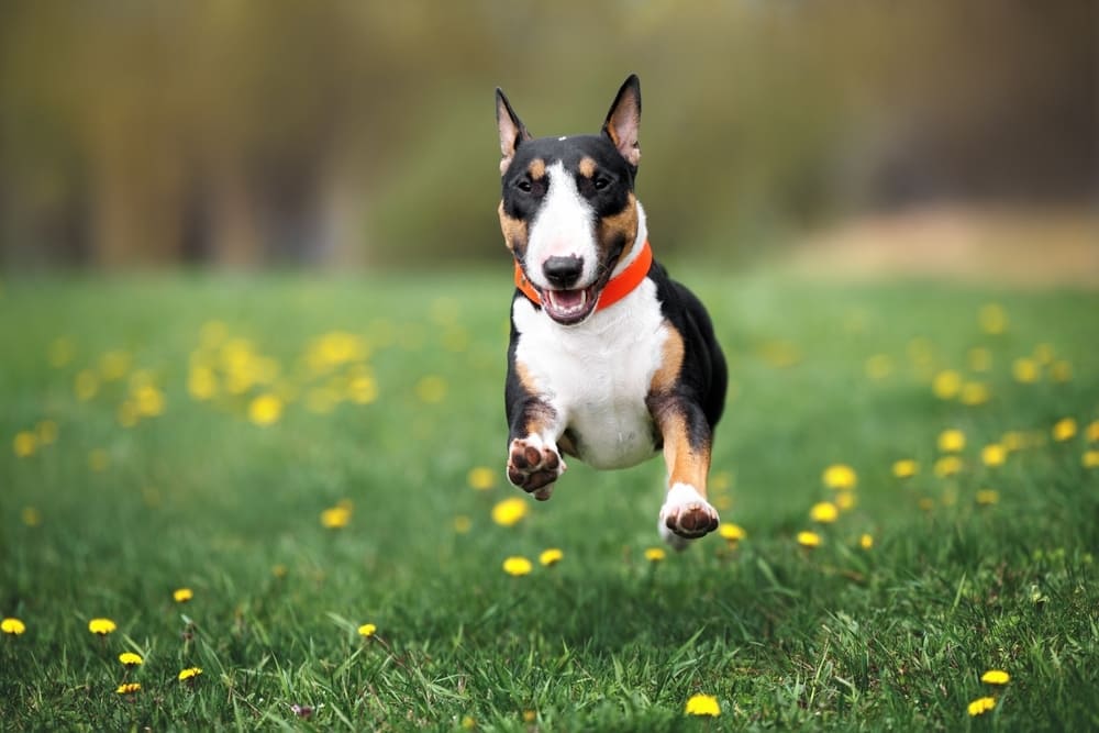 Довольная собака бультерьер